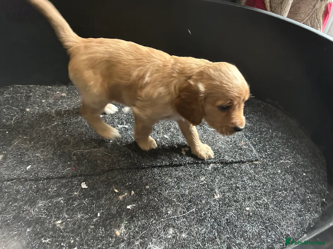 Cockapoo dogs for sale: Cockapoo puppy red male - Advert 18