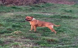 Staffordshire Bull Terrier dogs for sale: BRINDLE STAFFORDSHIRE BULL TERRIER PUPPIES  - Image 3