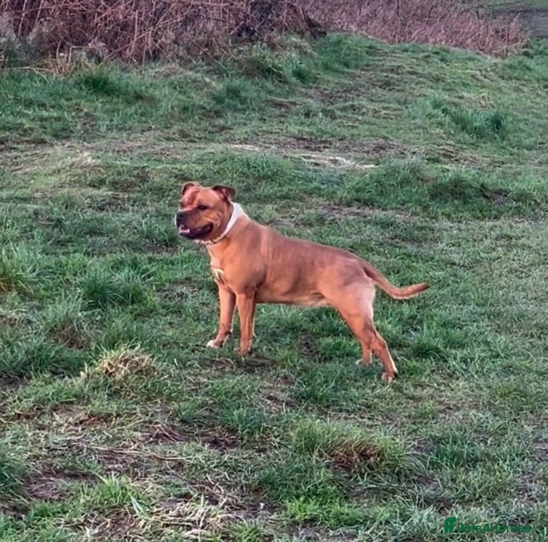 Staffordshire Bull Terrier dogs for sale: BRINDLE STAFFORDSHIRE BULL TERRIER PUPPIES  - Image 3