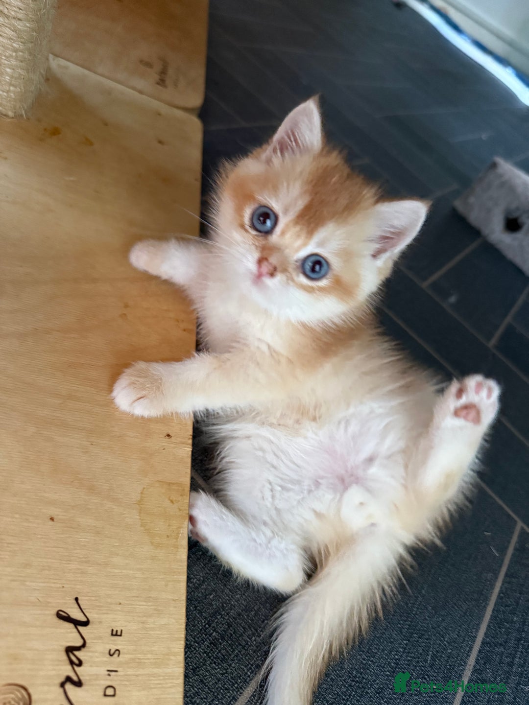 British Shorthair cats for sale: GCCF reg BSH Chocolate and Black Golden Kittens - Advert 15