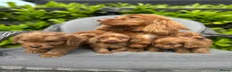 Cockapoo dogs for sale: Red cockapoo puppies  - Advert 9