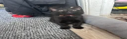 Mixed Breed cats for sale: 5 kittens for rehoming - Advert 4