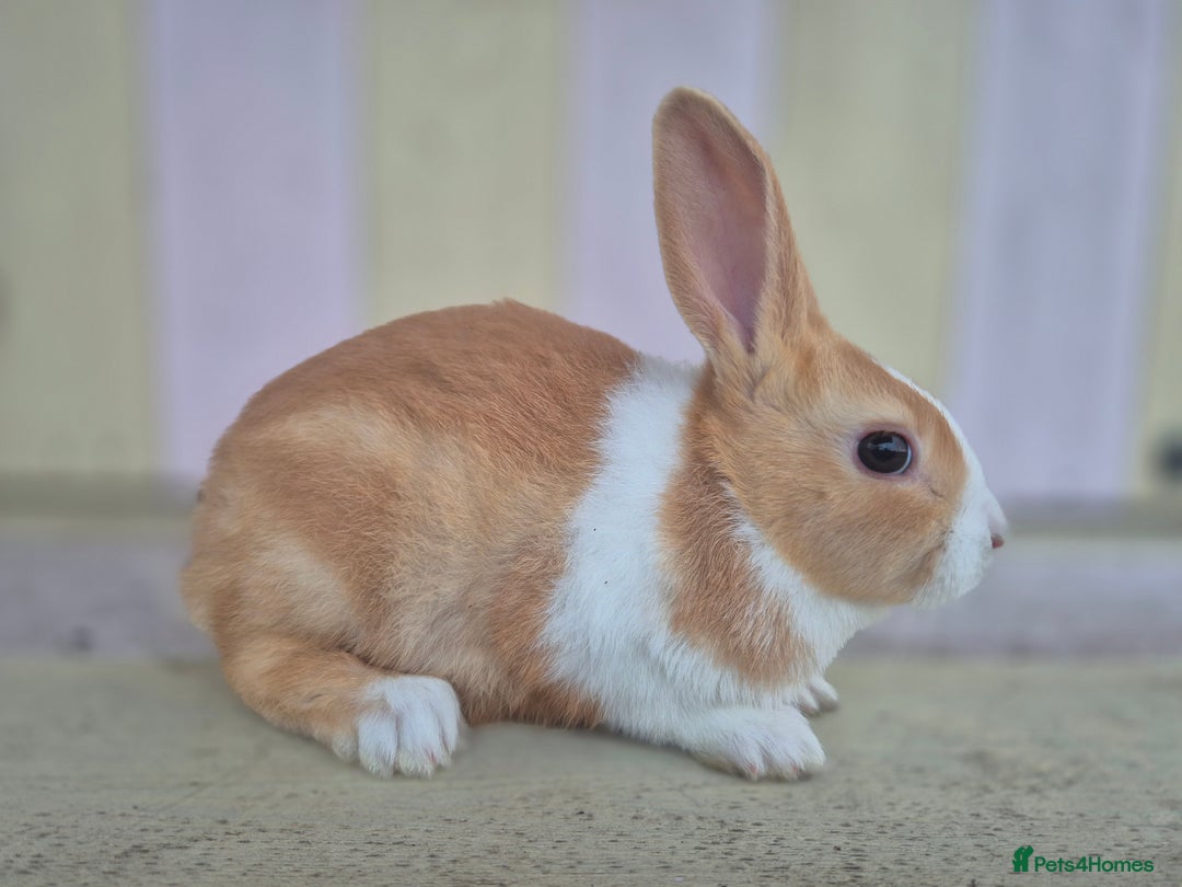 Dutch rabbits for sale: 🧡Absolutely gorgeous and friendly babies🧡  - Advert 10