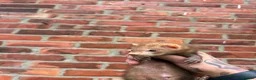 Ferret rodents for sale: Mixture of Jill and hobs in Sunderland - Advert 13