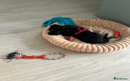 Cocker Spaniel dogs for sale: 12 Week old Cocker Spaniel  - Image 3