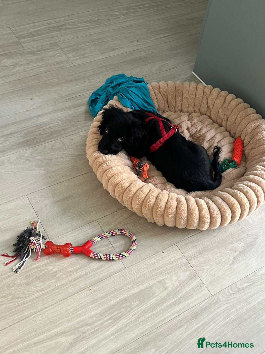 Cocker Spaniel dogs for sale: 12 Week old Cocker Spaniel  - Image 3