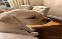 Labrador Retriever dogs for sale: Excellent Labrador pups (ready to leave oct 26th)  - Image 3