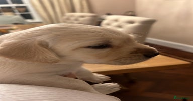 Labrador Retriever dogs - Advert 4