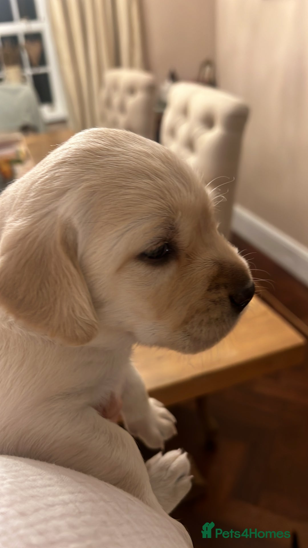 Labrador Retriever dogs for sale: Excellent Labrador pups (ready to leave oct 26th)  - Image 3