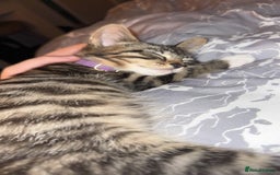 Mixed Breed cats for sale: Urgent Tabby kitten for sale - Image 5
