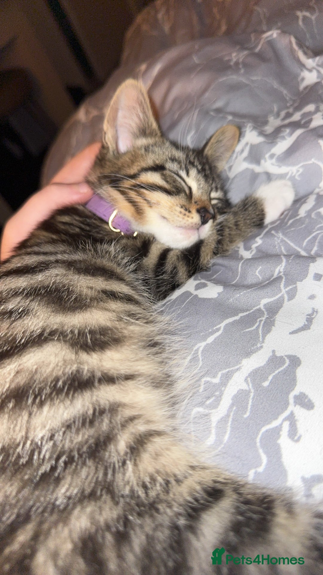 Mixed Breed cats for sale: Urgent Tabby kitten for sale - Image 5