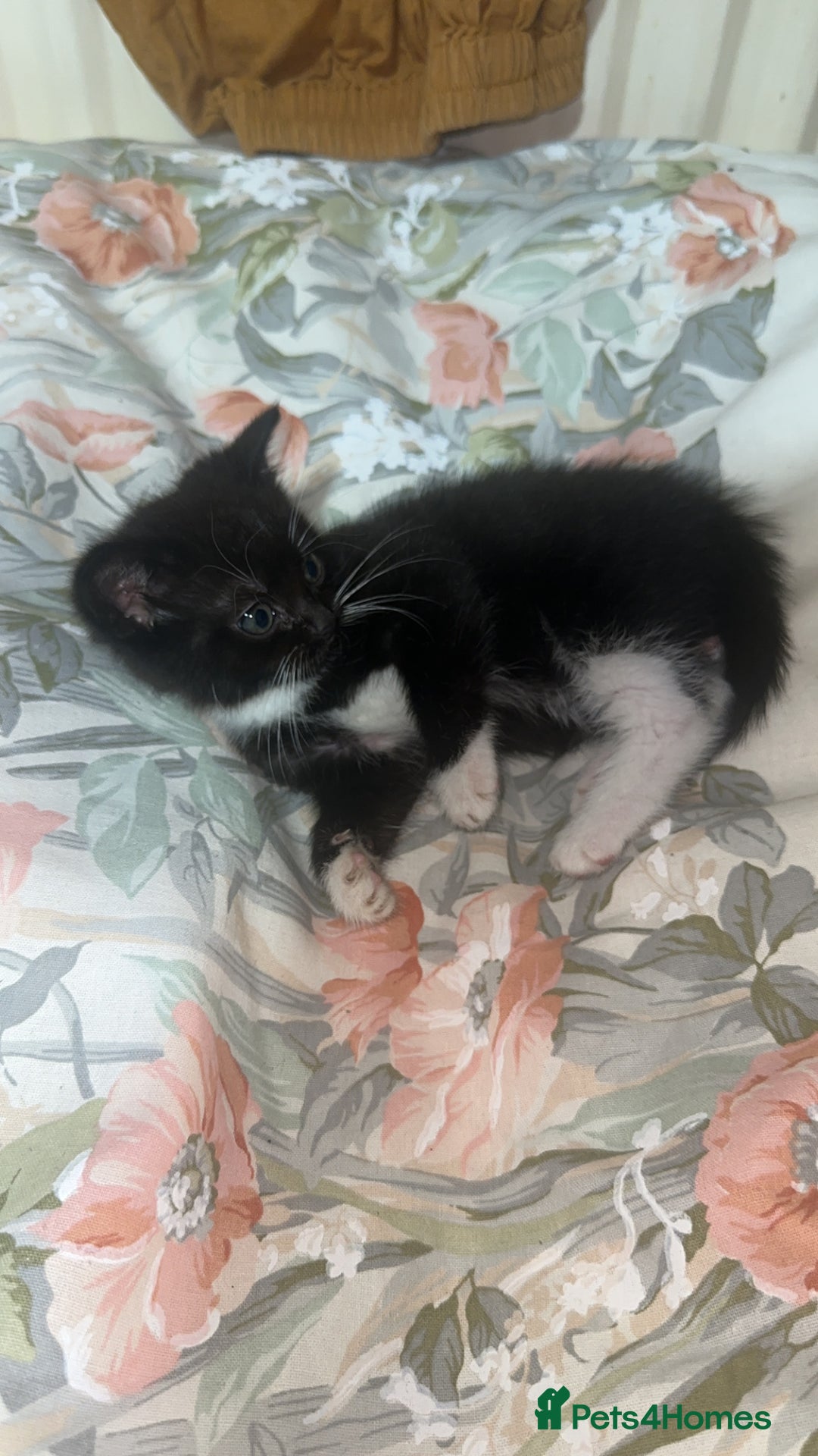 Mixed Breed cats for sale: Cute KITTENs for sale! - Advert 4