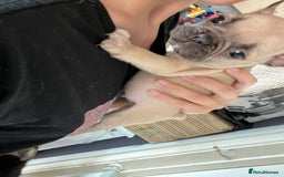 French Bulldog dogs for sale: KC Registered French Bulldog puppies ready to go - Image 22