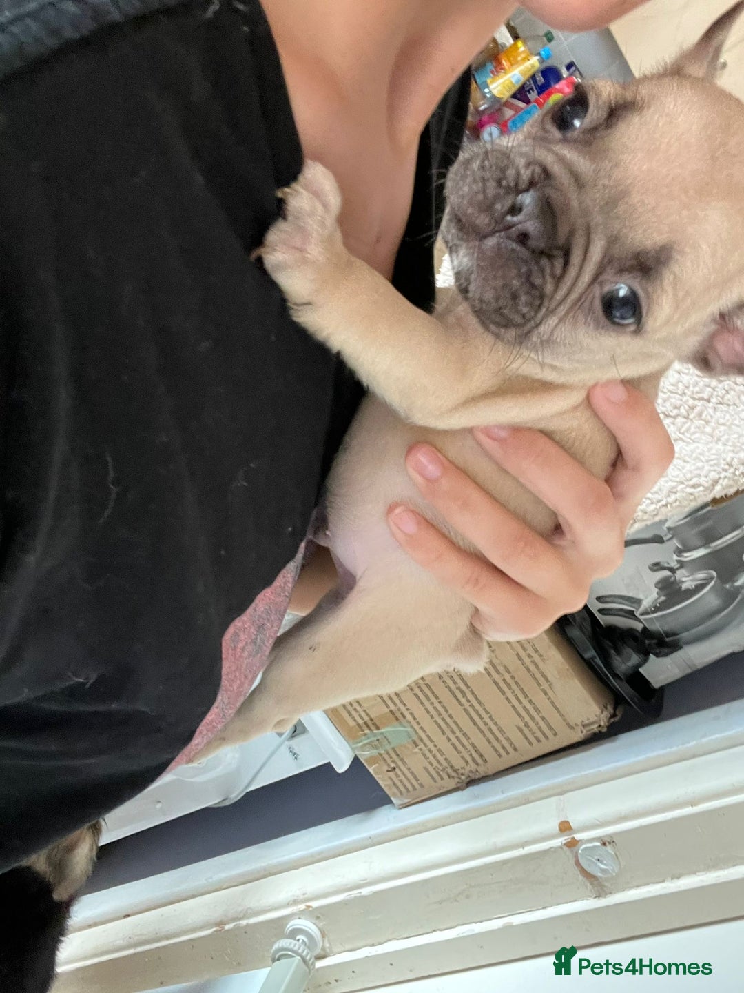 French Bulldog dogs for sale: KC Registered French Bulldog puppies ready to go - Image 22