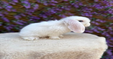 Mini Lop rabbits - Advert 2