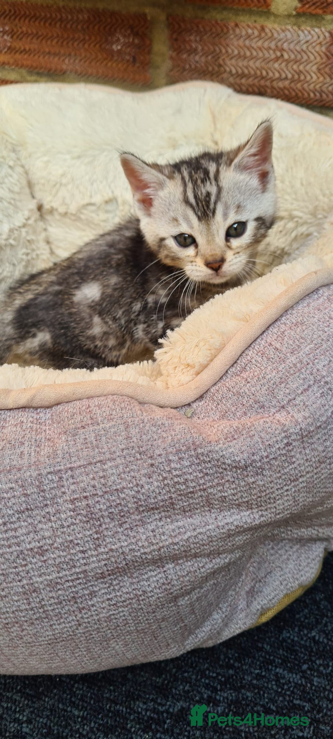 Bengal cats for sale: Pedigree Bengal kittens - Image 9