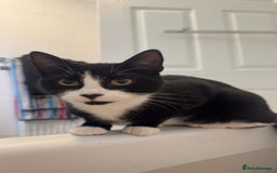 British Shorthair cats for sale: 2 female sister cats  - Image 2