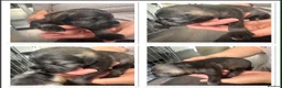 Miniature Schnauzer dogs for sale: Pedigree Miniature Schnauzers - Advert 13