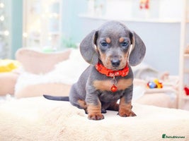 Miniature Dachshund dogs - Advert 8