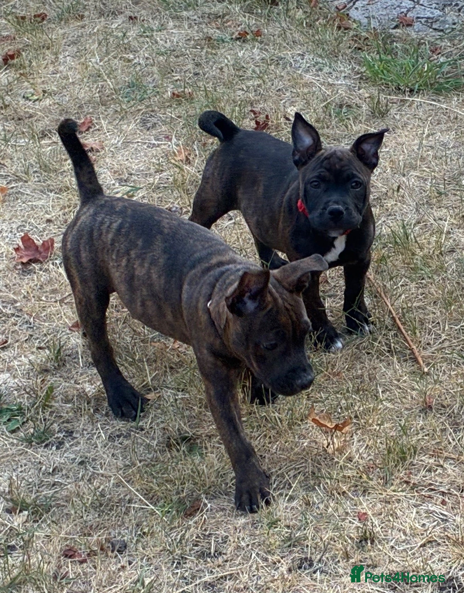 Mixed Breed dogs MIxed Frenchie Staffy shar Pei  - Advert 5