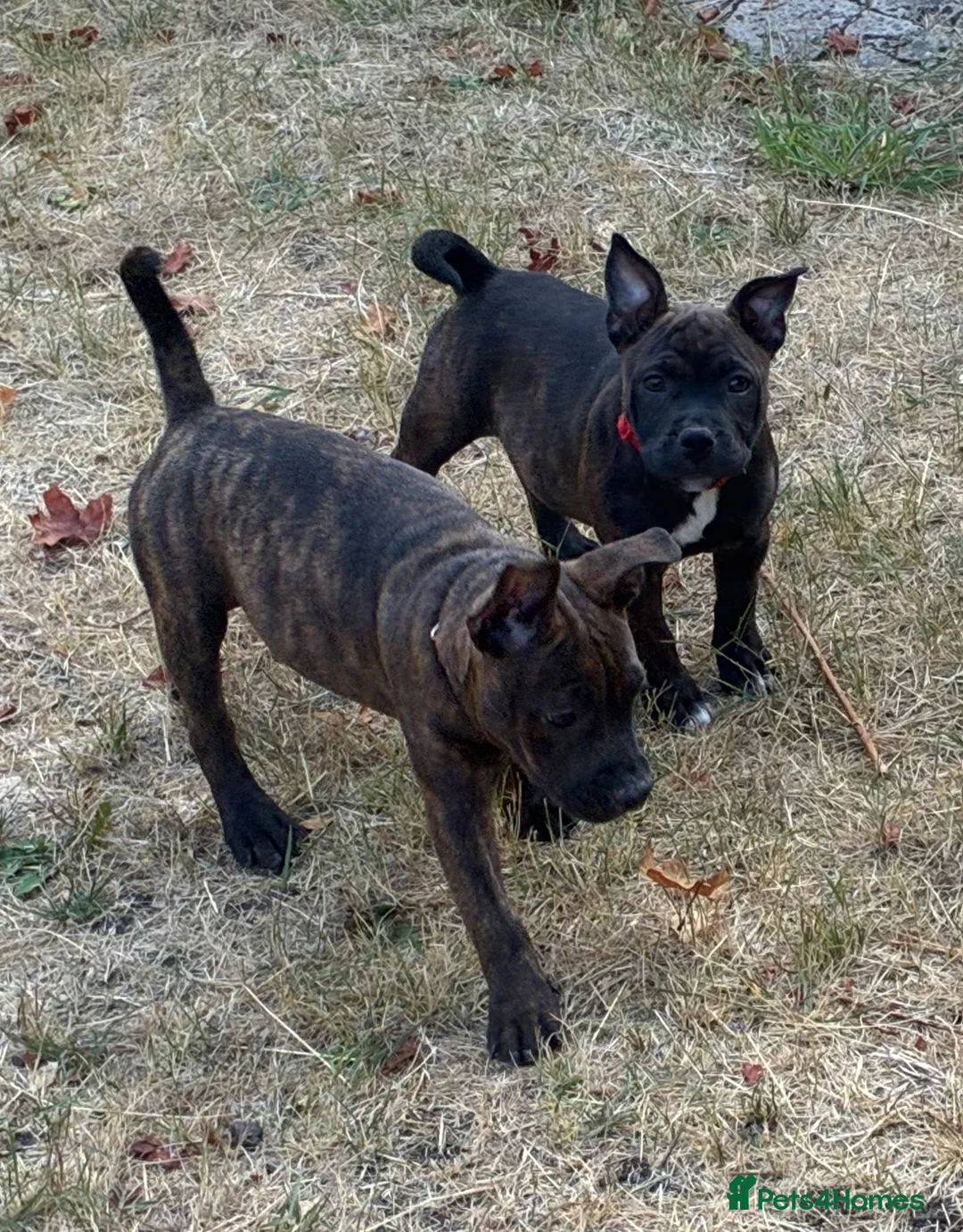 Mixed Breed dogs for sale: MIxed Frenchie Staffy shar Pei  - Advert 1