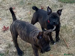 Mixed Breed dogs MIxed Frenchie Staffy shar Pei - Advert 2
