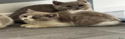 British Shorthair cats for sale: Beautiful British Shorthair Registered Kittens - Advert 4