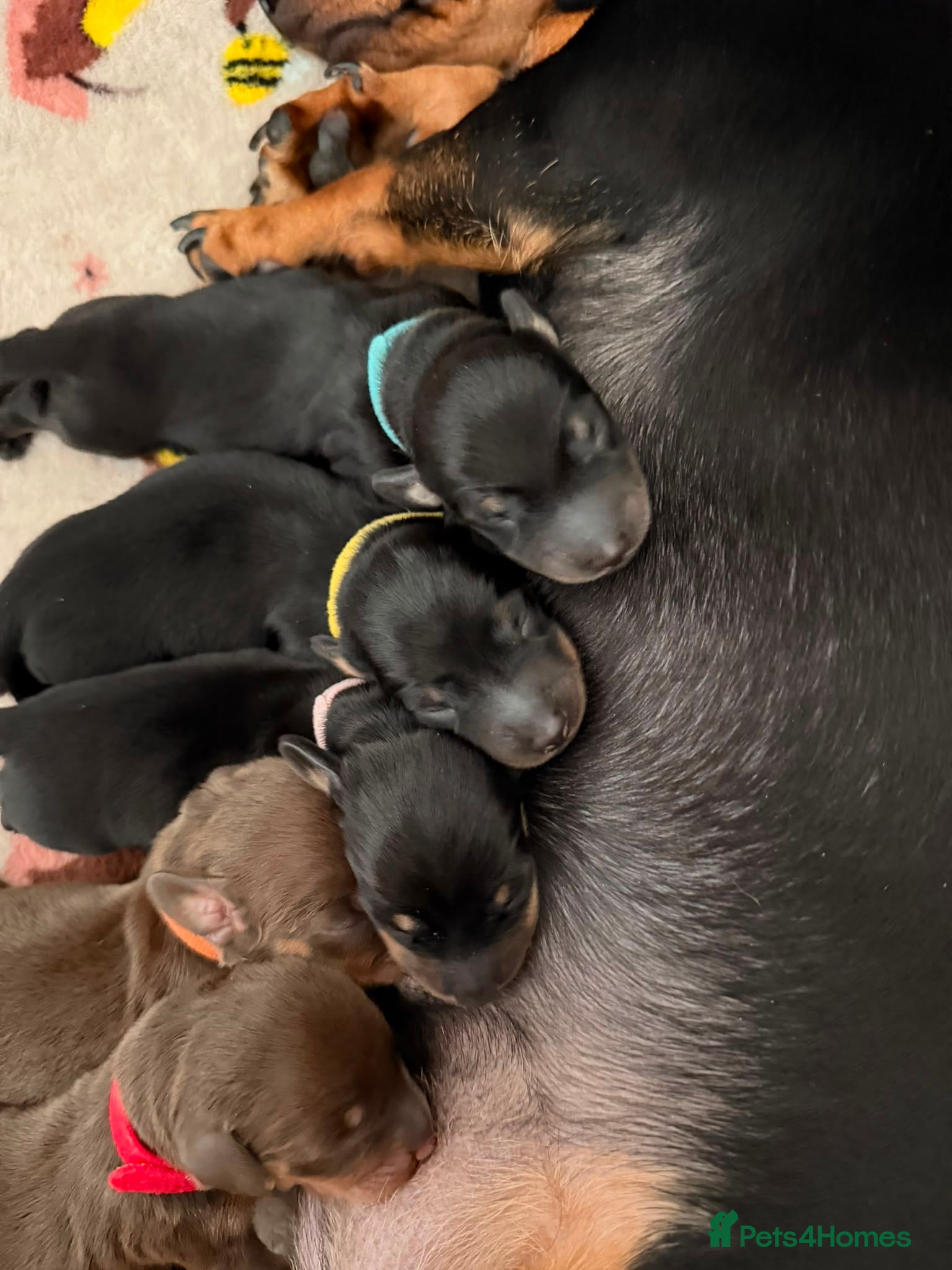 Miniature Dachshund dogs Miniature Dachshund Puppies-Ready to reserve - Advert 2