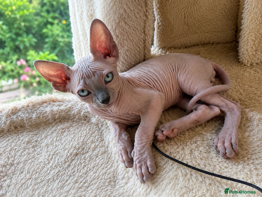 Sphynx cats for sale: 🐈‍⬛🐾 Sphynx elf's / Canadian kittens  - Advert 19