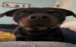 Rottweiler dogs for sale: Zulu 4 year old Rottweiler  - Image 11
