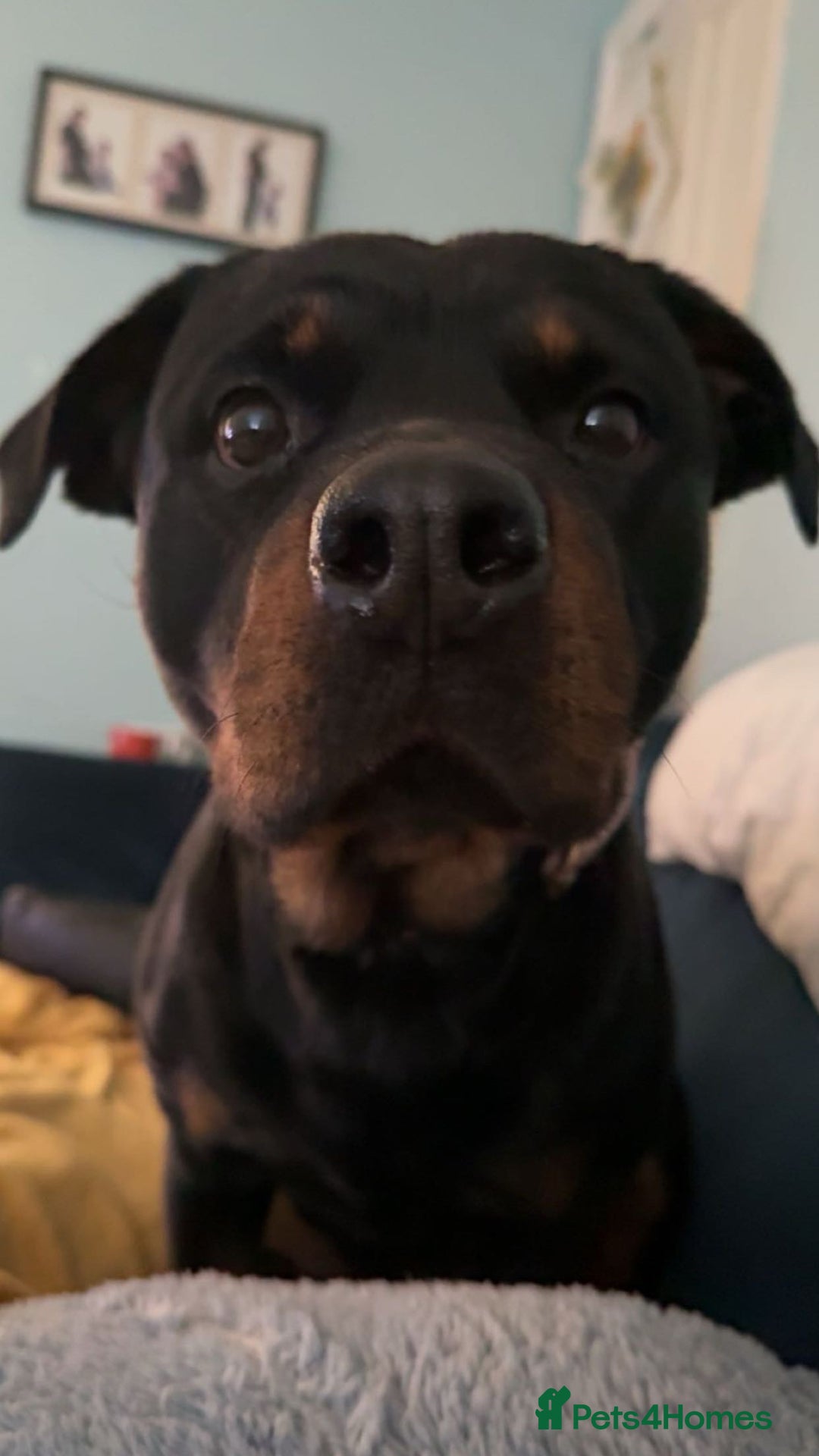 Rottweiler dogs for sale: Zulu 4 year old Rottweiler  - Image 11