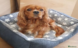 Cavalier King Charles Spaniel dogs for sale: 2 Cavalier king Charles puppies left - Image 27