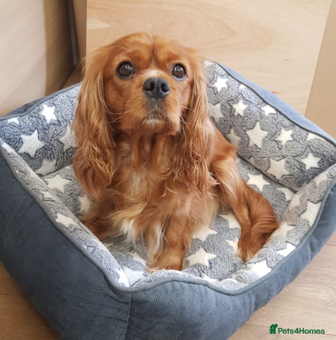 Cavalier King Charles Spaniel dogs for sale: 2 Cavalier king Charles puppies left - Image 27