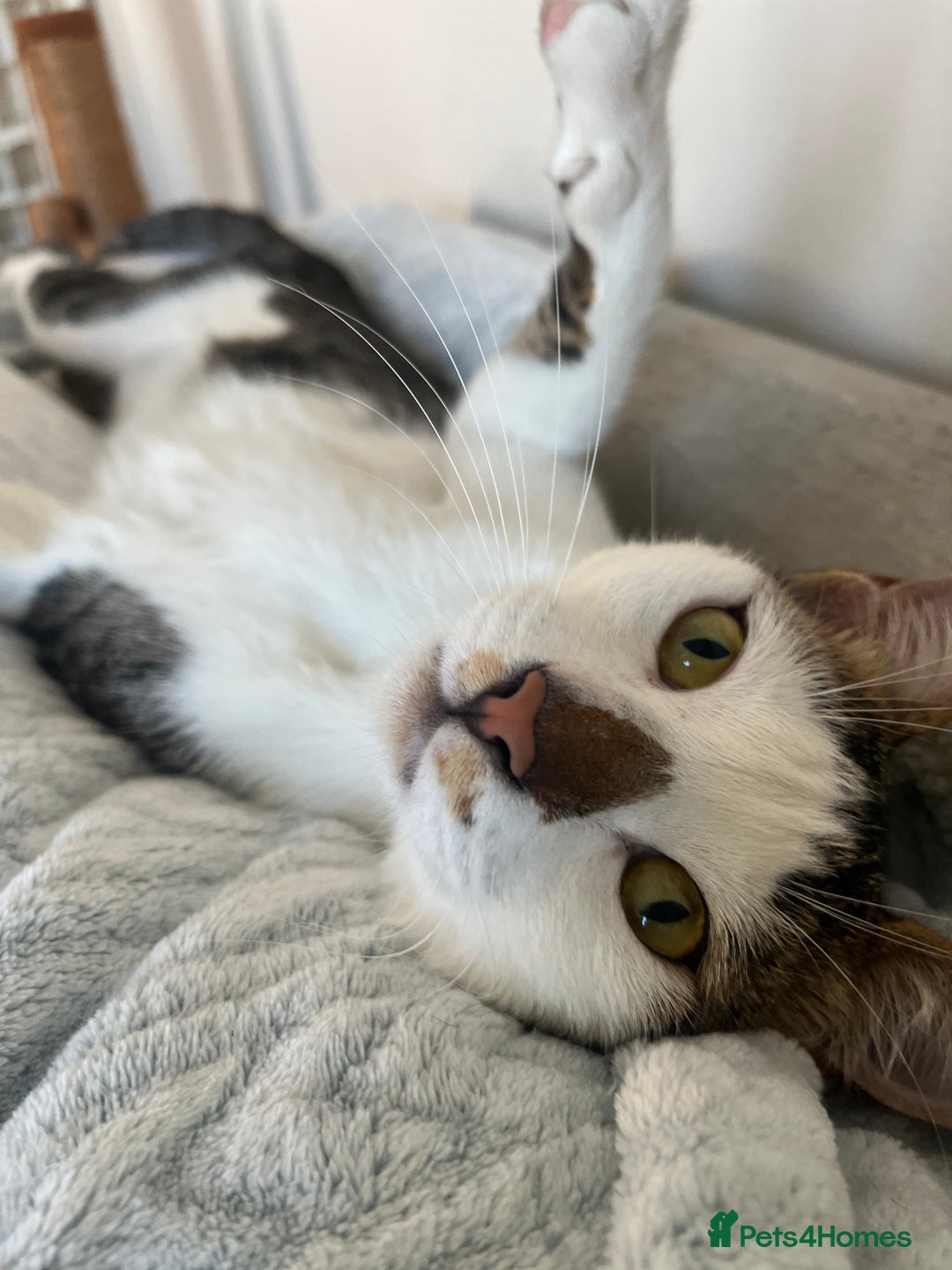 Mixed Breed cats for adoption: *Cat and a child Friendly*  Alan  - Advert 6