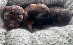 Shihpoo dogs for sale: Imperial toy Shihpoos  - Image 14