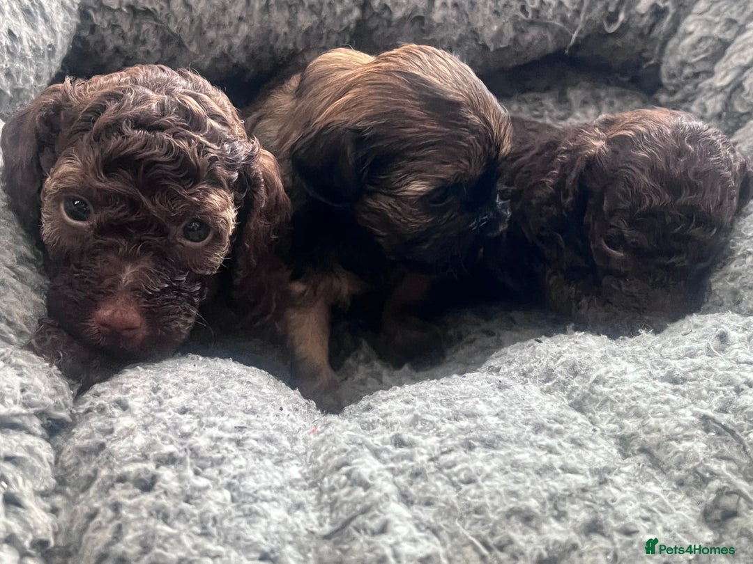 Shihpoo dogs for sale: Imperial toy Shihpoos  - Image 14