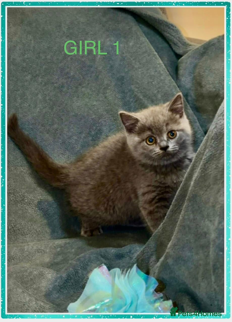 British Shorthair cats PURE BREED BSH CHUNKY KITTENS - Advert 2