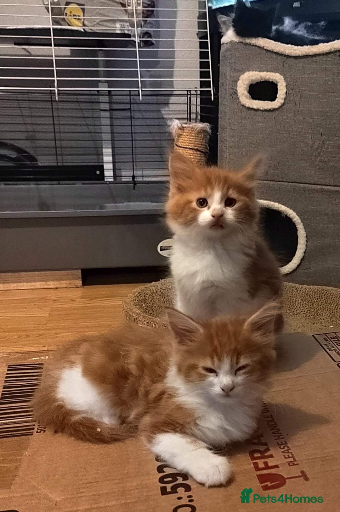 Maine Coon cats for sale: 3/4 Maine coon kittens  - Advert 9
