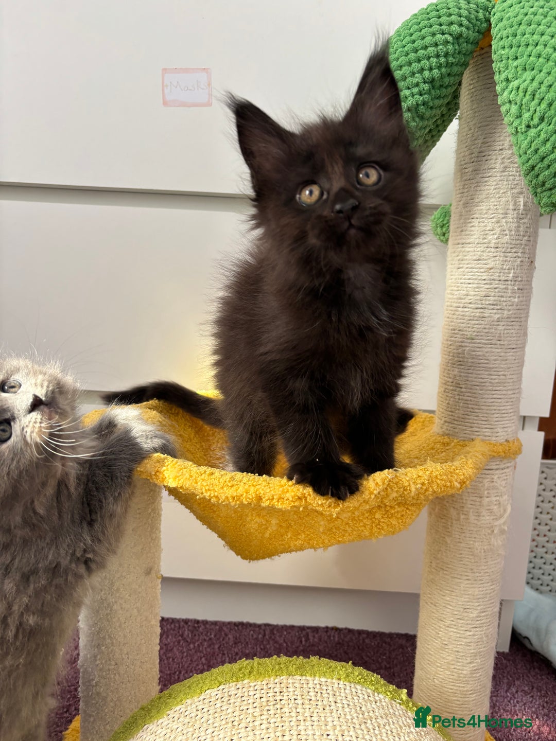 Maine Coon cats for sale: ✨7 Pure Bred Maine Coon Kittens✨ - Image 20