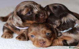 Miniature Dachshund dogs for sale: 5StarsLicensed+LongHaired+KC+PRAClear+VetChecked - Image 29
