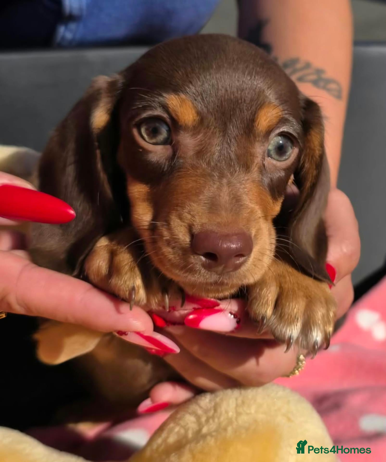 Dachshund dogs Medium sized' short legged Dachshund puppies - Advert 2