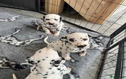 Dalmatian dogs for sale:  Just 2 full hearing puppies by champion parents  - Image 27