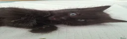 British Longhair cats for sale: Super cute fluffy black/ brown kittens - OBO in London - Advert 12