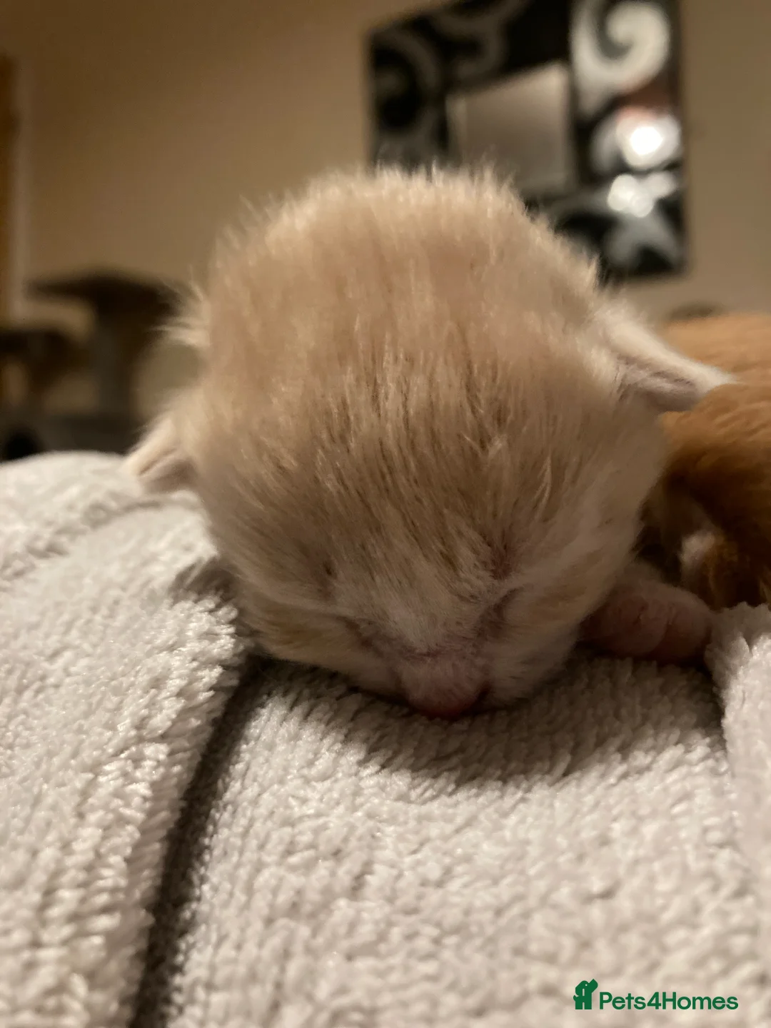 Mixed Breed cats for sale: Kittens in Norwich - Advert 2