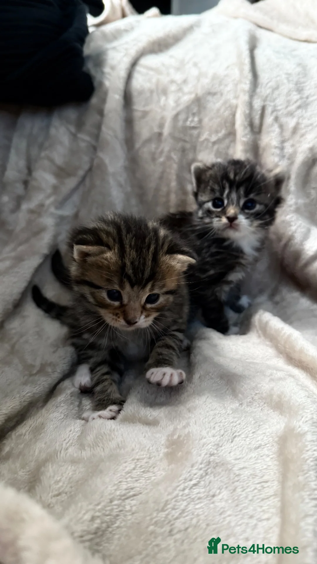 Mixed Breed cats for sale: ✨🐾 GORGEOUS KITTENS LOOKING FOR A FOREVER HOME - Advert 2