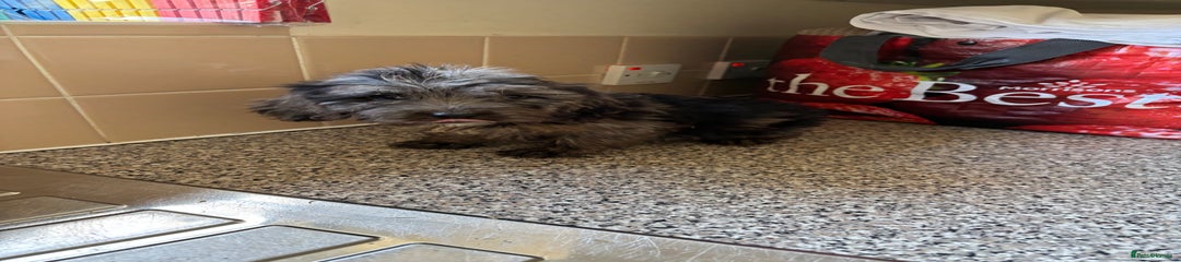 Cockapoo Puppy 5