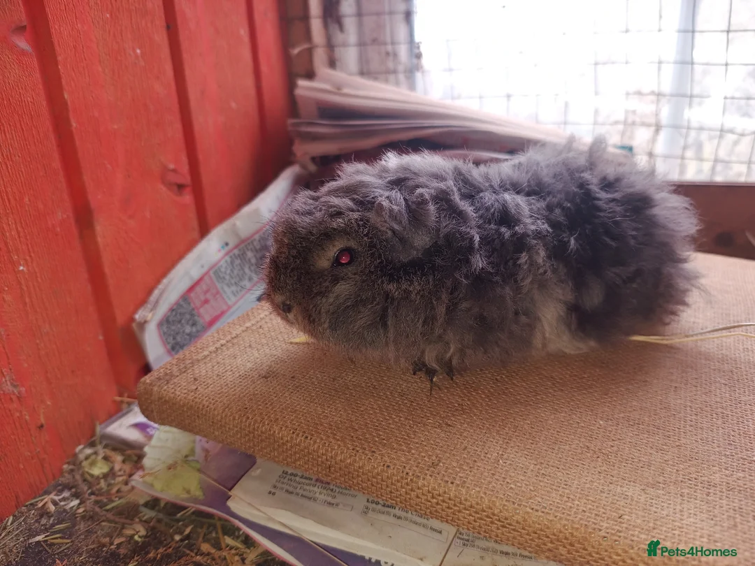Guinea Pig rodents for sale: Longhaired baby sows - Advert 5