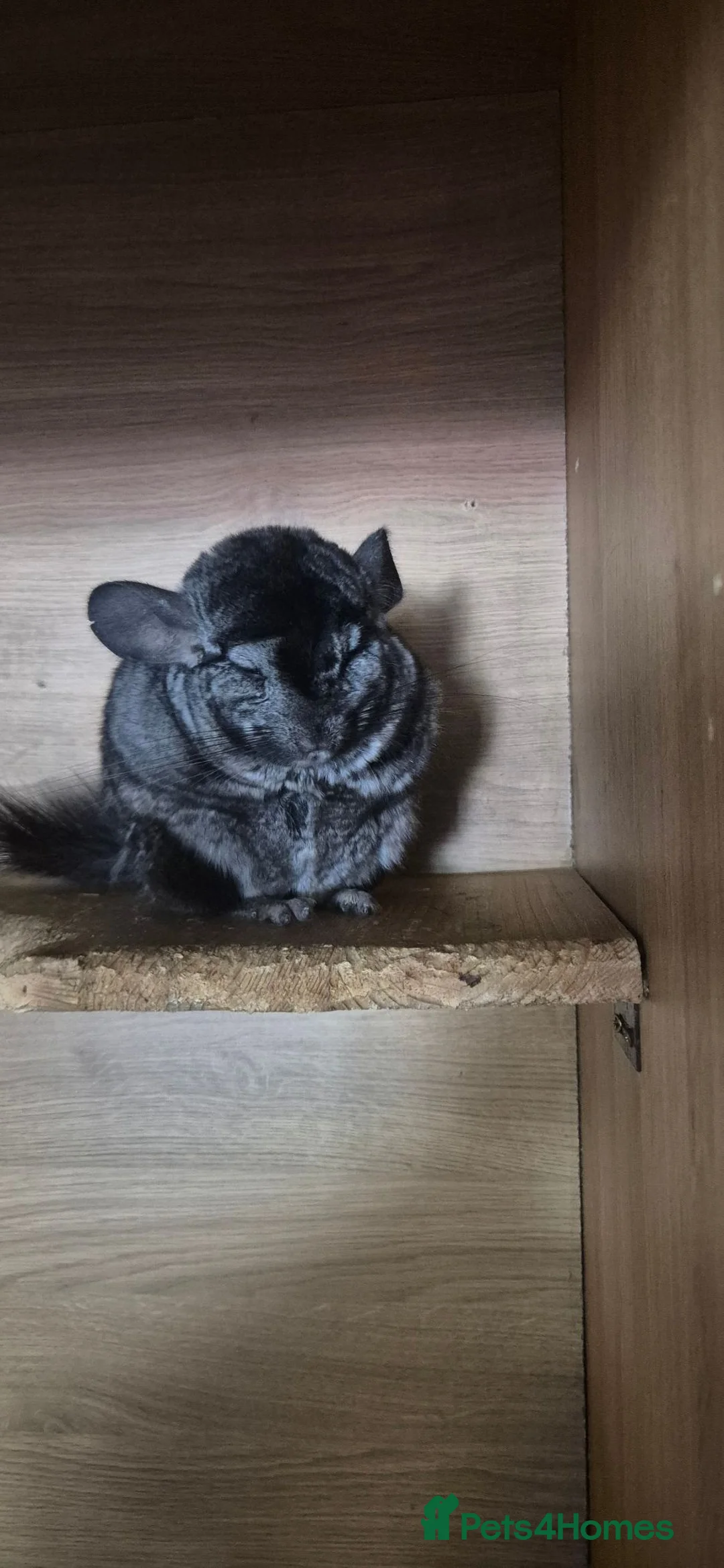 Chinchilla rodents for sale: Male chinchilla available  - Advert 2