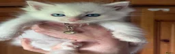 Ragdoll cats for sale: Rare flame point boy pure bred white fur blue eyes - Advert 12
