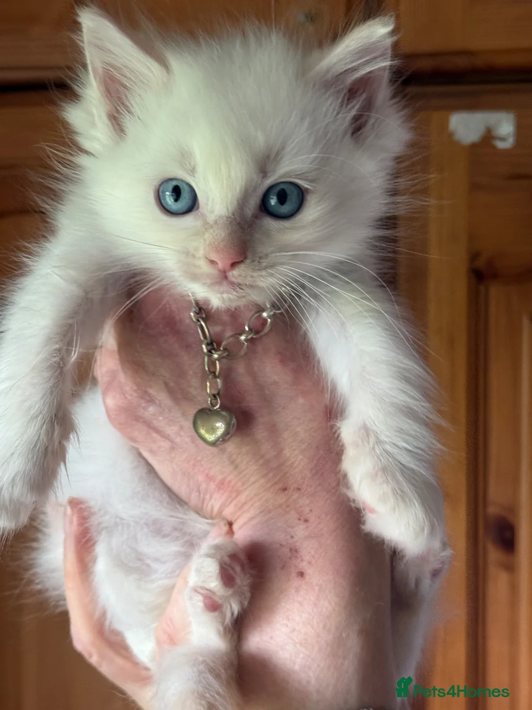 Ragdoll cats for sale: Rare flame point boy pure bred white fur blue eyes - Advert 12